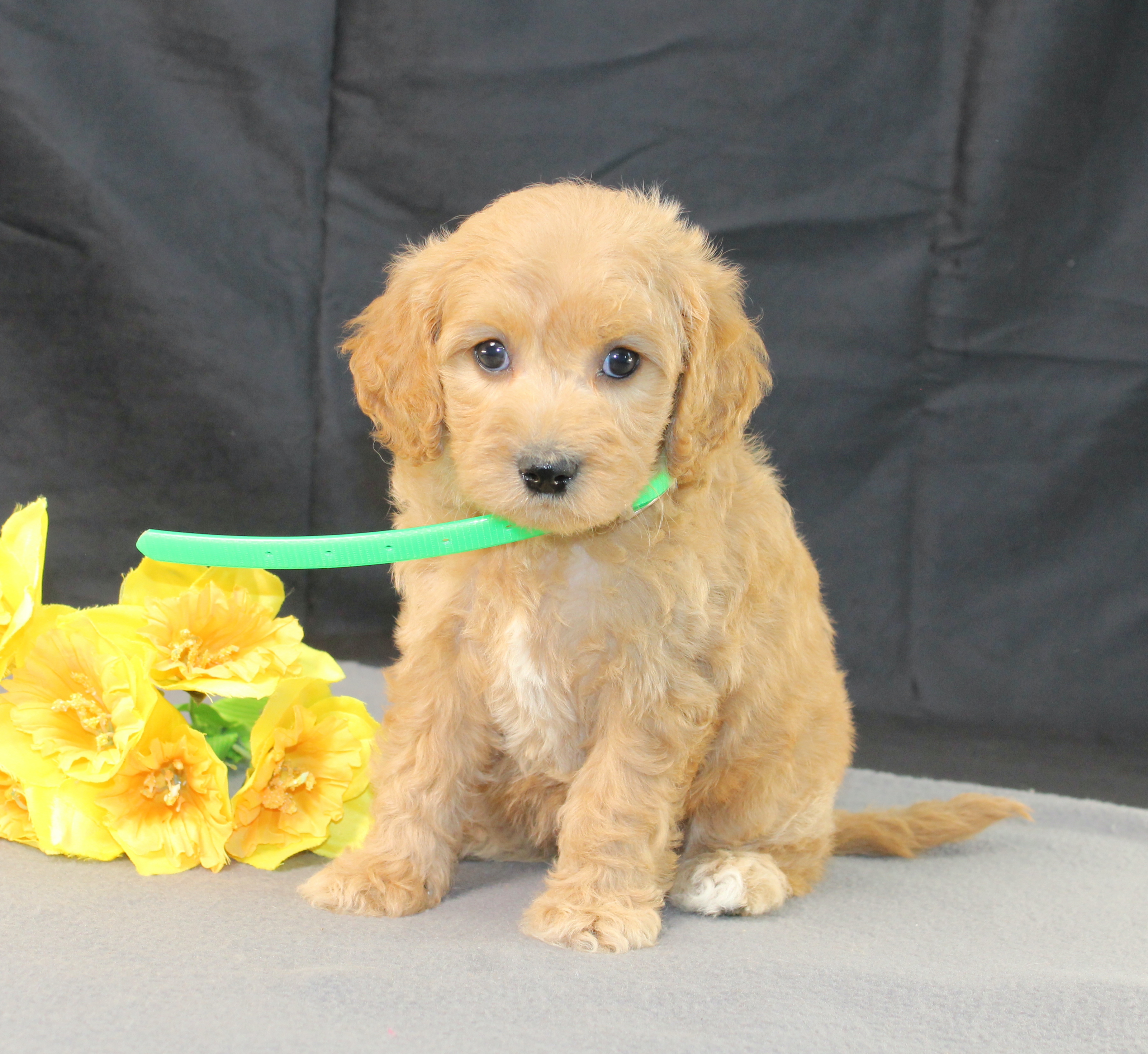 puppy, for, sale, Mini Goldencavadoodles, Ivan J. Stoltzfus, dog, breeder, Dornsife, PA, dog-breeder, puppy-for-sale, forsale, nearby, find, puppyfind, locator, puppylocator, aca